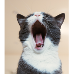 Cats say woof