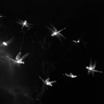 Fireflies.