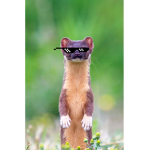 Weasel's Vengeance