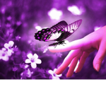 Midnight Butterfly's