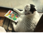 My cat Dragon Ball