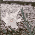 Kᴀʀɪ ツ