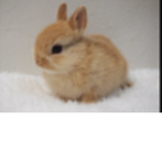 The Somebunnies