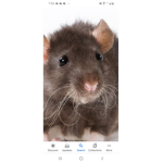 THE RAT ALLIES