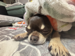 hP해피 그룹