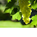 bunny grape