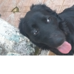 NENINHA