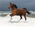 Horse Lovers And Riders Group Thumbnail