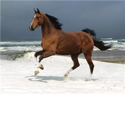 Horse Lovers And Riders Roblox group icon