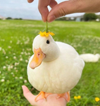 DA_DUCKS