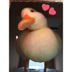 A Duck Store