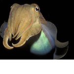 CUTTLEFISH SUPPORT
