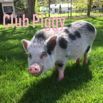 Club Piggy