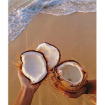 • coconut boutique •