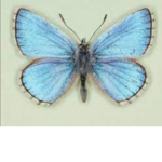 ~Mariposas~