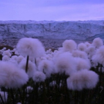 *Cotton*