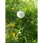 Dandelion squad