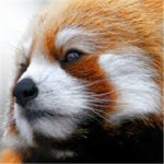 RedPanda Builders