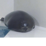 Chonkee Seals United