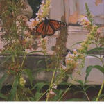 _Butterfly café_