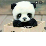 Baby Panda Hangout!