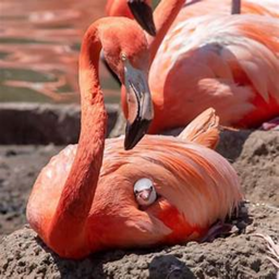 i spy a flamingo