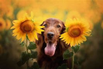 -Flower Puppies-