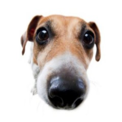 goofy dog Roblox decal