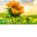 •Pretty sunflowers•