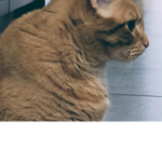 Cats rule :p
