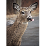 ~Fluffy Deer's~