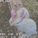 BunnySupremeDesigns