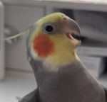 ꜰᴀɴᴅᴏᴍꜱ ᴄᴏʟʟɪᴅᴇ