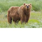 Big bear family :)
