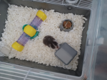 Hamsters 12
