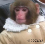 Gay lil monkey