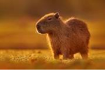 Capybara Republic.