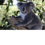 Cha!ses little koalas