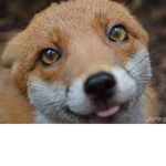 Fox kings/Queens