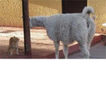 Llama Lovers of ROBLOXia
