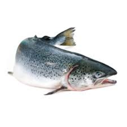 Salmon Day Party