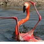 I'm lonely and want flamingo friends