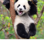 PANDASSSSSSSSSSS!!!!!!!!!!!