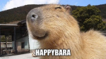 only true capybaras