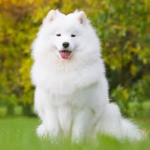 Fluffy Samoyed's