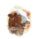 No beef save the cows