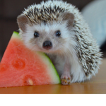 hedgehog watermelon