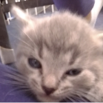 TheStarCatz