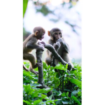 Monkeys the best pros