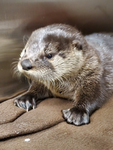 The baby otter squad